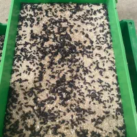 کرم میلورم،پرورش کرم میلورم|لوازم جانبی حیوانات|کاشان, شمس آبادی|دیوار