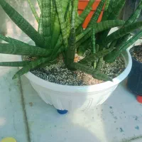 سانسوریا بنسل