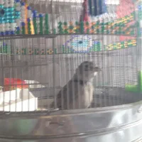 فروش دوعدد سهره مست مست کاگل بگیر|پرنده|بهبهان, |دیوار