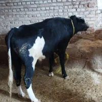 گاویاگوساله نر|حیوانات مزرعه|هریس, |دیوار