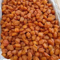 الوحاج حسنی خوب دارم