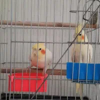 گرینچیک و عروس هلندی|پرنده|ماکو, |دیوار