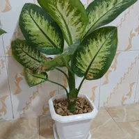 گل دیفن باخیا