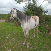 اسب عرب مسابقه ایی|اسب و تجهیزات اسبسواری|سنگر, |دیوار