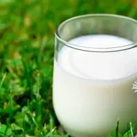 همکار جهت لبنیاتی