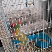 کوتوله برزیلی