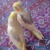 فروش دوعدد جوجه عروس هلندی دوکت وتک خال|پرنده|شاهین دژ, |دیوار