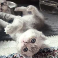 گربه اسکاتیش