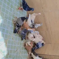 پرنده