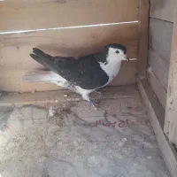 کفتر بدرنگ|پرنده|اصفهان, بوستان ناژوان|دیوار