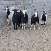 چپش بز رش|حیوانات مزرعه|پاکدشت, پاکدشت (مامازند)|دیوار