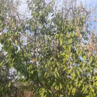 هرس درختان میوه وغیره مسمر وباغ انگوربه روش مهندسی|خدمات باغبانی و درختکاری|نیشابور, شهرک قدس|دیوار