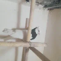 ماده طوقی کاکلی پا لخت