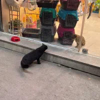 ملزومات حیوانات خانگی پت شاپ|لوازم جانبی حیوانات|مشهد, گلبرگ شمالی|دیوار