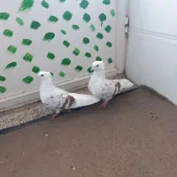 نر و ماده پلنگ عتیقه کفتر|پرنده|بروجرد, |دیوار