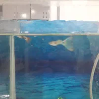 اکواریوم|ماهی|مسجد سلیمان, |دیوار