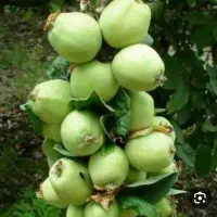 فروش سیب ترش