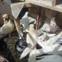 کفتر ،،پاپر و کاکلی رنگی و سفید|پرنده|قم, نوبهار|دیوار