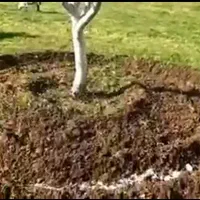چالکود زمستانه درختان و هرس و تعویض خاک باغچه و..