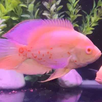 اسکار سفید وارداتی