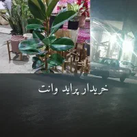 گل فیکوس سبز