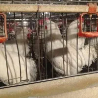 مرغ سفید (تاج کج)