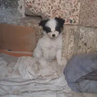 سگ پامر|سگ|سبزوار, طبرسی (جعفرآباد)|دیوار