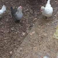 کلکسیون مرغ