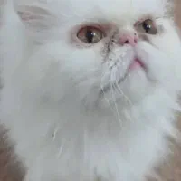 گربه سوپر فلت  پرشین ماده