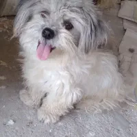 سگ پاکوتاه