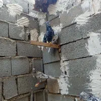 کبوتر سرور دم سفید