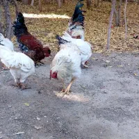 خروس|حیوانات مزرعه|محلات, |دیوار