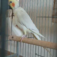 عروس هلندی نر مست مست بالغ|پرنده|ماهدشت, |دیوار