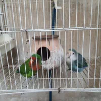 طوطی برزیلی|پرنده|کرمانشاه, |دیوار