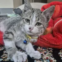 واگذاری گربه