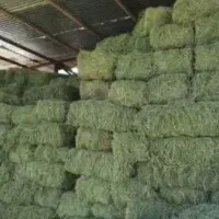 فروش ۲۵ تن یونجه درجه یک چین دوم داخل انبار سقز