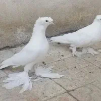 جفت کبوتر راعبی کربلایی دو کاکله پا پر بلند سفید