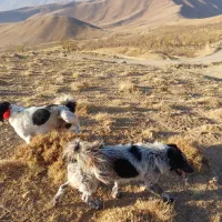 یک جفت سگ اصیل قدرجونی نر|سگ|اصفهان, مرداویج|دیوار