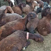 150راس میش افشاری