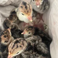 جوجه بوقلمون برنز دوروزه