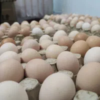 فروش تخم مرغ محلی ارگانیک گلپایگان تولید روز|خوردنی و آشامیدنی|مشهد, کوی سیدی|دیوار