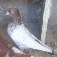 کبوتر سینه سرور ماده جوان