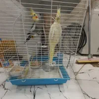 عروس هلندی جفت نر و ماده با هم