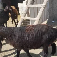 دوقولوزایی با قوچ همو