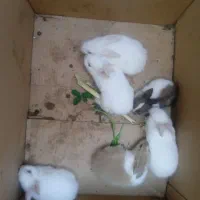 پنج عدد خرگوش کوچک قیمت150