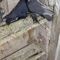 کبوتر الوان|پرنده|تبریز, |دیوار