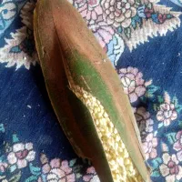 گردنخل..تازه