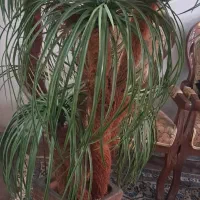 نخل مصنوعی|گل مصنوعی|اصفهان, جلالیه|دیوار