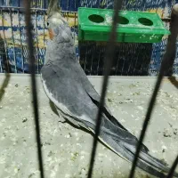 پرنده