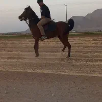 مادیون عرب کرد